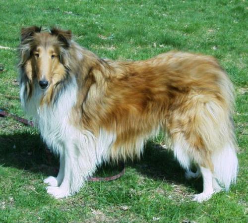 Tennyson a Collie - Rough Sable and White Collie. my Tennyson Loves to Pose!