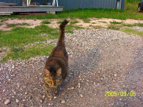 My Cat Gracie - This is my 14 year old cat, Gracie. She's the queen of the territory. Woe to any who intrude!