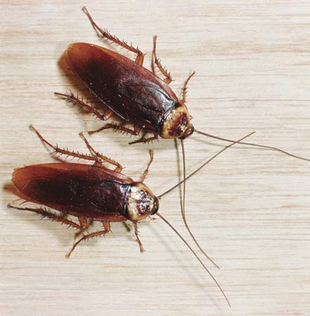 Cockroaches - I get these cockroaches in my apartment the whole year round.