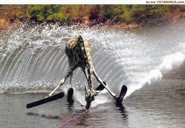 lovely play at water - is he enjoying or being forced to ??
