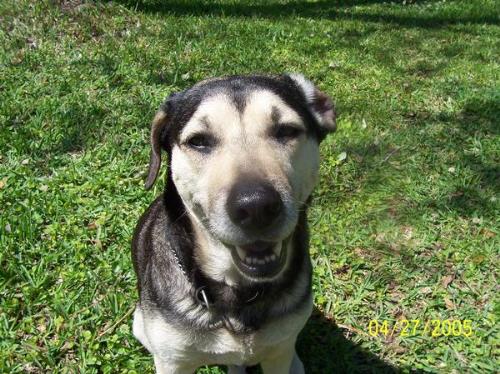 Pets - My dog - Holly. She's a sweetie!