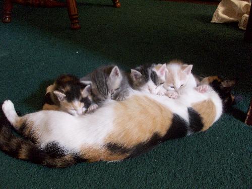 Chica and babies.. - All four kitties before they left..
