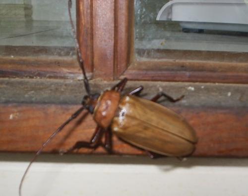 Huge Beetle in Australia - This looks like a cockroach (a very BIG one), but has a hard outer shell. Someone told me it's a sugar cane beetle.