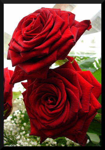 roses for my love.. - sweet.. haha