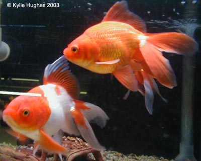 aquarium fishes - ryukins, a variety of goldfish