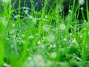 A nice Greenery  - Nice Image of Greenery