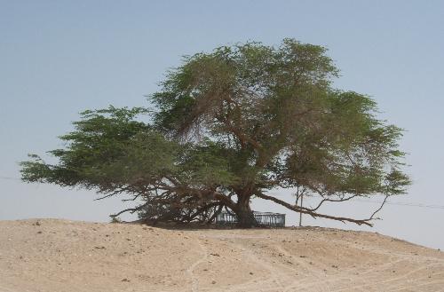 Tree of Life - Bahrain - Tree of Life situated in the middle of the desert.
