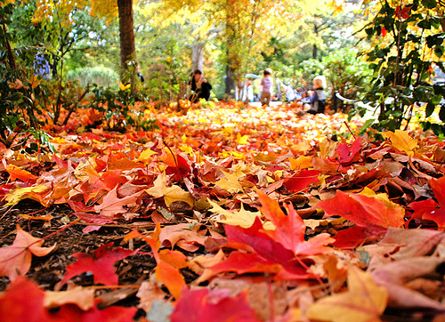 fall - the season of fall.