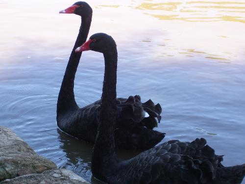 Black Swans - These black swans are named Bob and Ruby, after the people who donated them. Swans mate for life. They live in our local park. In the winter they are taken in for shelter.