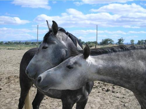 My friend has several horses - these two are siste - My friend has several horses - these two are sisters, aren't they pretty girls?