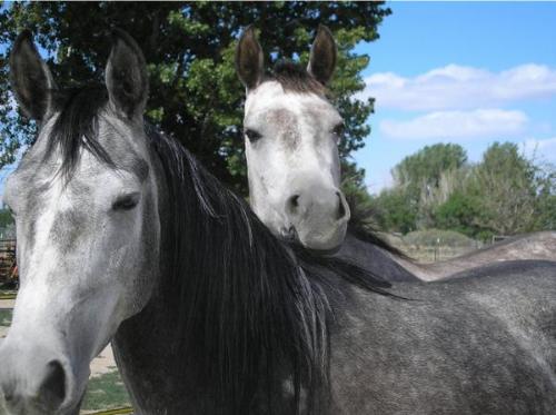 My friend has several horses - these two are siste - My friend has several horses - these two are sisters - aren't they pretty?
