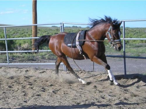 This is my friend's male horse - he is beautiful a - This is my friend's male horse - he is beautiful and strong willed