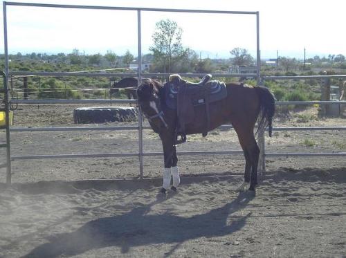This is my friend's male horse - he is beautiful a - This is my friend's male horse - he is beautiful and strong willed