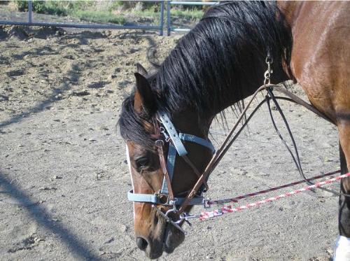 This is my friend's male horse - he is beautiful a - This is my friend's male horse - he is beautiful and strong willed