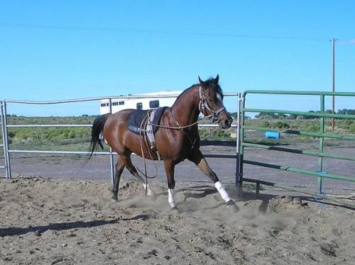 This is my friend's male horse - he is beautiful a - This is my friend's male horse - he is beautiful and strong willed