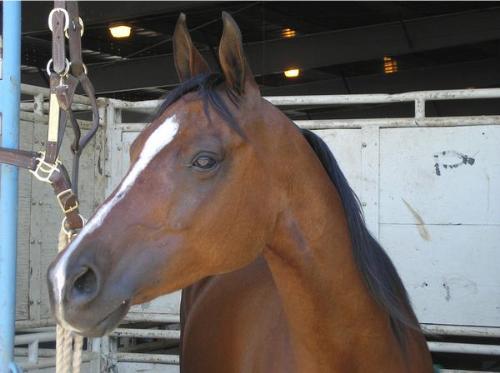 This is my friend's male horse - he is beautiful a - This is my friend's male horse - he is beautiful and strong willed