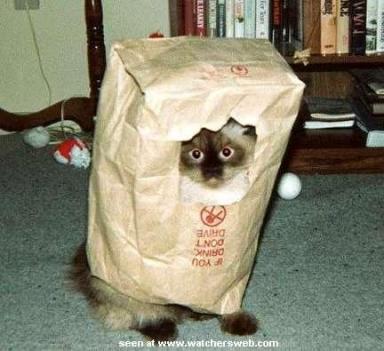A cat burglar - A cat in a brown bag peering out of the hole.