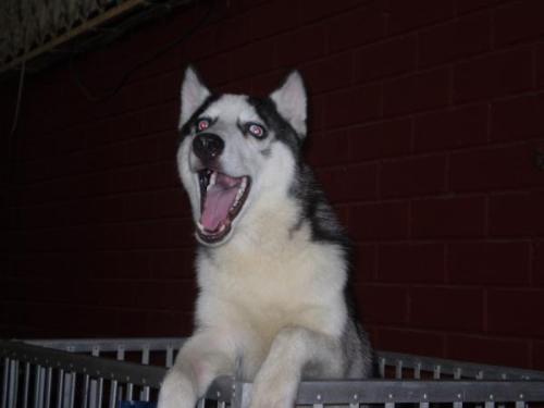 Troy - Might be scary but he's friendly, loves to sing