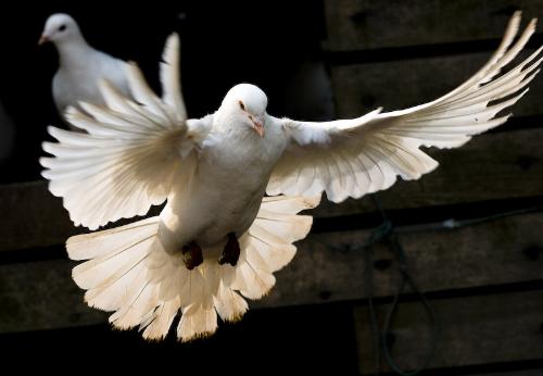 bird of peace - do you love it? bird of peace - do you love it?