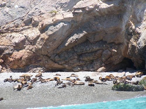 Seals - Seals on Catalina Island