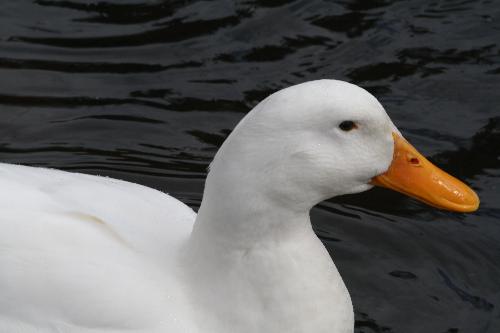 Duck on lake - Duck on lake at Queens Park Melbourne