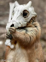 PokeMon! - A squirrel dresses up like a popular pokemon! PokeMon! - A squirrel dresses up like a popular pokemon!