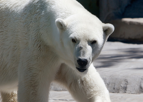 Hibernate when reach payout? - A picture of a polar bear in a zoo. Photo source: http://farm3.static.flickr.com/2116/2132684141_735079177e.jpg?v=0 .