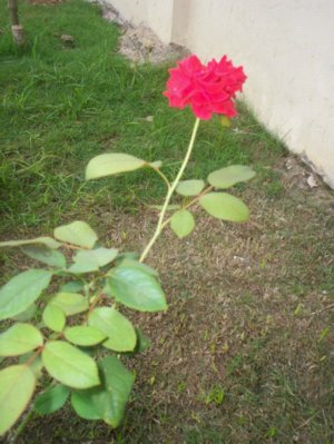 my rose - first bloom