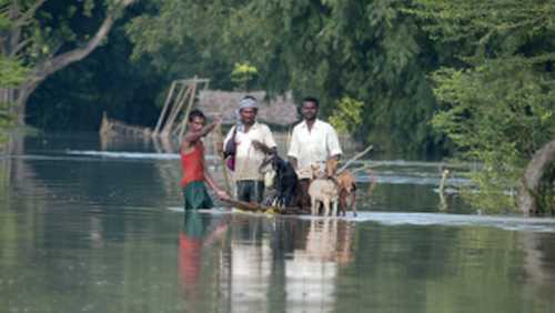 flood - Villagers transport their goats using a handmade raft in Basepura area in Poornia district in Bihar, India.