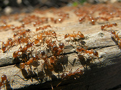 Pest mean ants - These bugs when they bite hurt and you itch a lot
