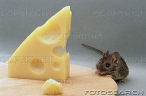 cheese - mouse eating cheese!
