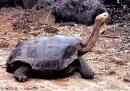 animal - These animals are so rare