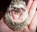 animals - Horrifying cute animals ...