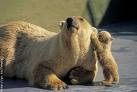 animal - cute animals are inevitable