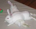 animal - Cute Animal Pictures