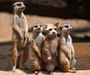 animal - Cute Animal Pictures