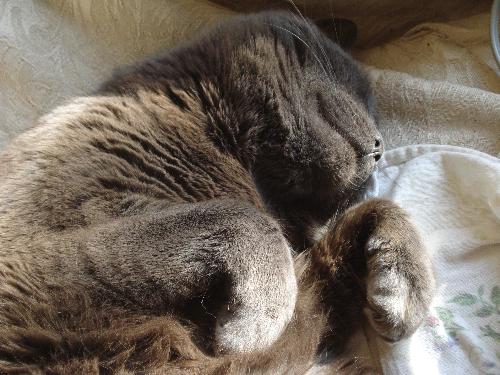 Kitty-kitty meowmeow - our cat relaxing