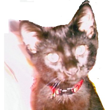 My Baby Romeo - This is my little boy Romeo. He's same age as Kip & weight 1/2 pound less but he looks much smaller