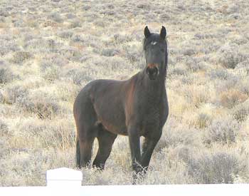 It is not rare to see wild mustangs in my neck of  - It is not rare to see wild mustangs in my neck of the woods