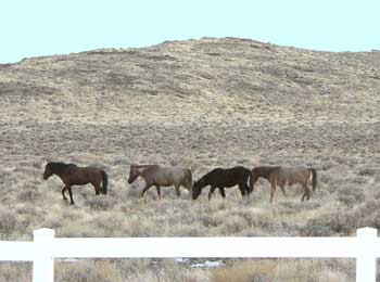 It is not rare to see wild mustangs in my neck of  - It is not rare to see wild mustangs in my neck of the woods