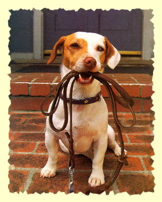 Dog Holding a Leash - If only all dogs could remind their owners of leash laws. It would cut down on the death rate by motor vehicle, and would cut down on the stupidity and neglect of their owners.