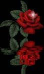 roses - beautiful roses