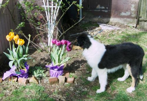 Braedyn tri collie puppy - My Braedyn Breeze as a puppy He is a White factored Tri colored Rough Collie.