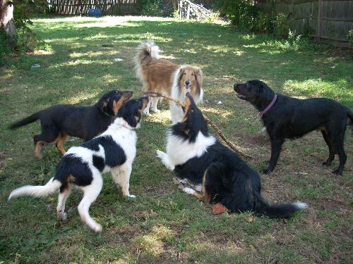 5 dogs portrait - My 5 dogs, 2 collies a lab/chow/pit mix and  2 collie mix puppies.