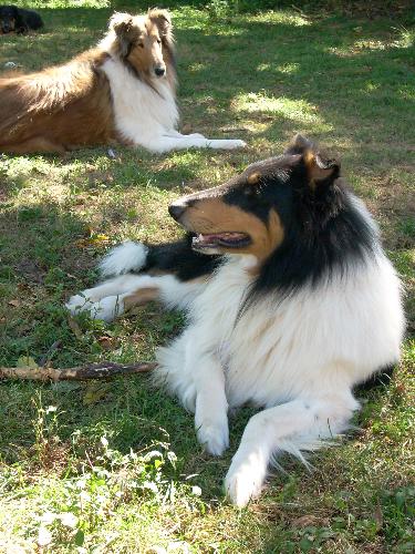 2 Rough Collies - My 2 rough male collies Tennyson the sable and white and Braedyn the WF tri-colored