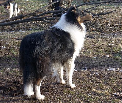 Tricolored collie - My Braedyn Breeze. Male Tricolored collie (Rough)