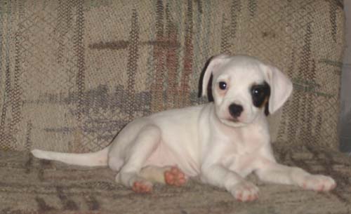 Anna - Jack Russel Terrier x Cavalier King Charles - This is Anna, she was born to registered show dogs. Only problem is, is that her daddy was a jack russel terrier and her mama was a cavalier king charles spaniel. OOPS! But isn't she adorable?