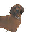 Cody - Redbone Coonhound - This is Cody, one of our redbone coonhounds. We trained him for hunting raccoon but he now lives in the UP of Michigan where he hunts bear.