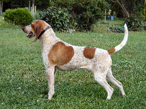 Dutchess - English Coonhound - This is Dutchess, our English Coonhound posing for the camera. Dutchess is a lovely redtick colored coonhound. She is a trained hunting dog and the sweetest dog in the world.