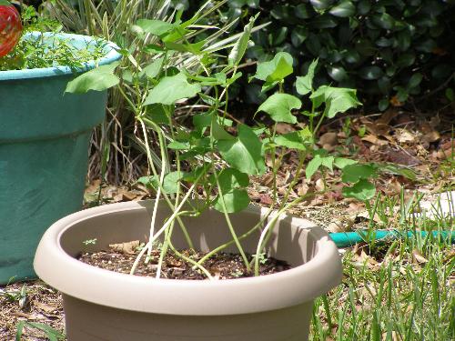 bush beans - These are growing so good!
